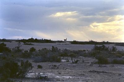 Aventuras de Igor na Antártida