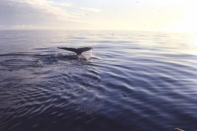 Aventuras de Igor na Antártida