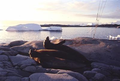 Aventuras de Igor na Antártida