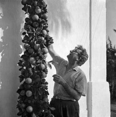 Roberto Burle Marx nos preparativos da festa junina do Sítio Burle Marx