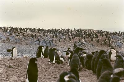 Aventuras de Igor na Antártida