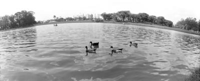 Lago do Ibirapuera