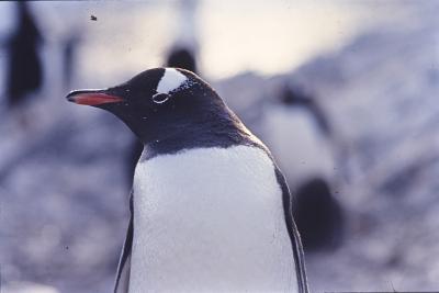 Aventuras de Igor na Antártida