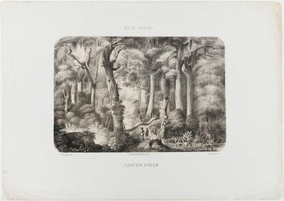 Rio de Janeiro. Floresta virgem