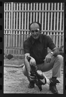 Galos usados para briga de galos