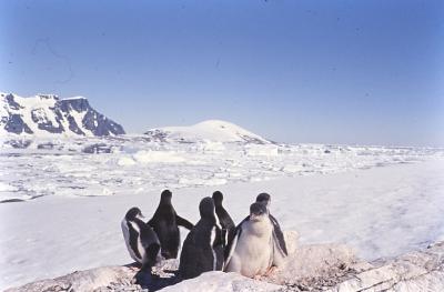 Aventuras de Igor na Antártida