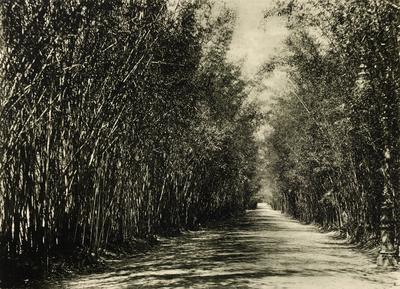 Quinta da Boa Vista - Alameda dos bambus