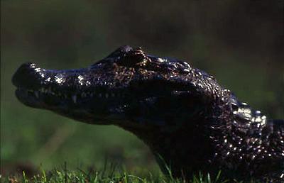 Série Amazonas - Jacaré