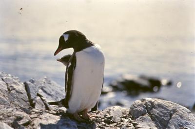 Aventuras de Igor na Antártida