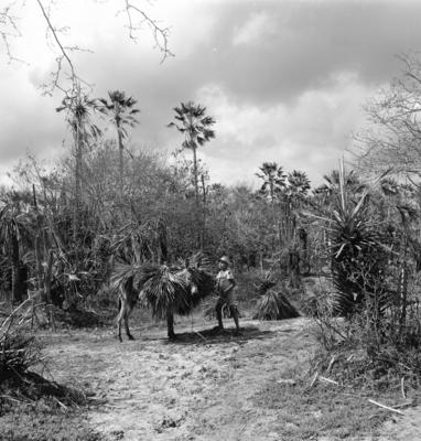 Extração e produção da Carnaúba