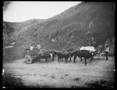 Fazenda Monte Café; dois jovens e uma criança, possivelmente escravizados, conduzem um carro de bois