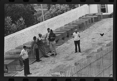 Galos usados para briga de galos