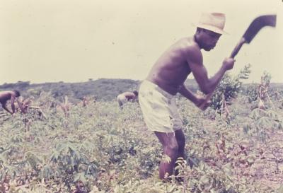 Roça no quilombo de Sibaúma