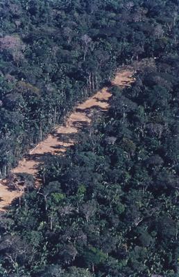 Vista aérea de estrada em meio à floresta