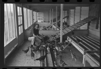 Galos usados para briga de galos