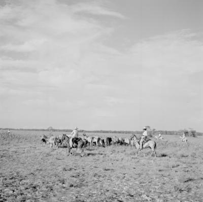 Ilha Mexiana, vaqueiros