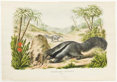 Fourmilier Tamanoir du Brésil