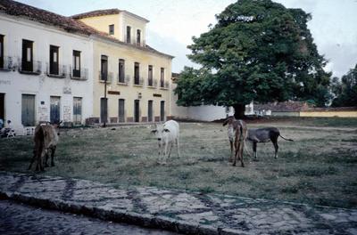 Animais na praça