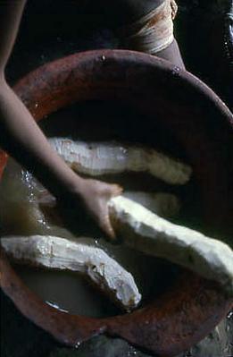 Série Xingu - Preparação do tepeá (farinha de mandioca)