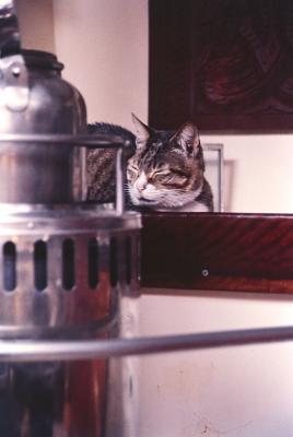 Aventuras de Igor na Antártida