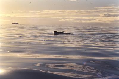 Aventuras de Igor na Antártida