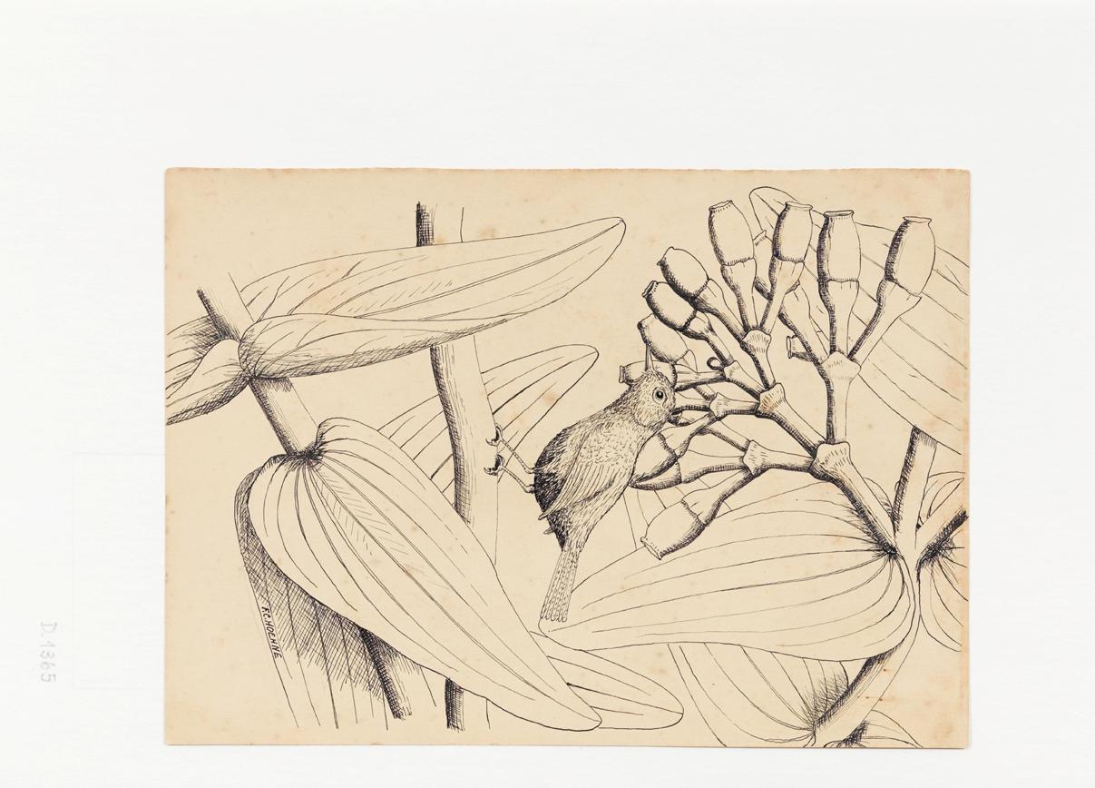 [Planta com um pássaro]