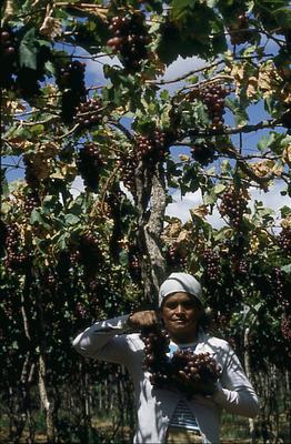 Série Rio São Francisco
