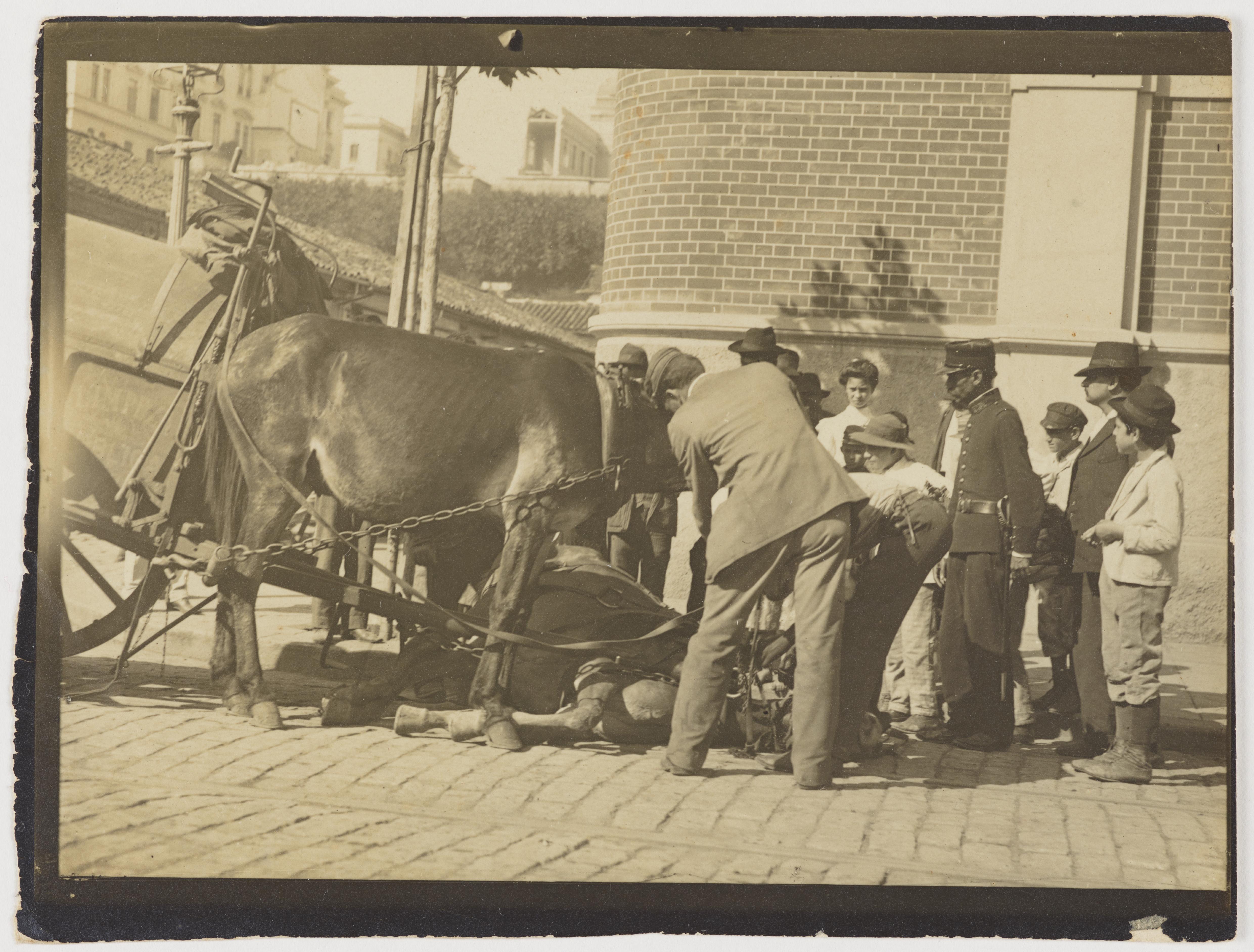 Cavalo da carroça de limpeza pública caído no chão