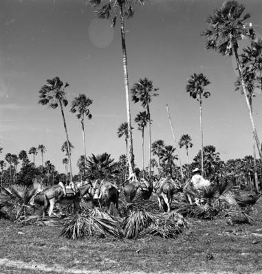 Extração e produção da Carnaúba