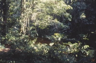 Rio Cauaburi, expedição Pico da Neblina