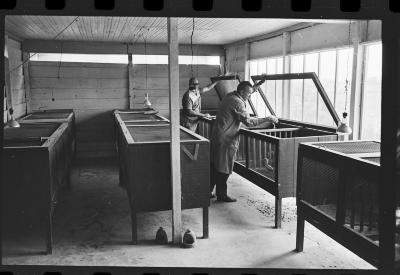 Galos usados para briga de galos