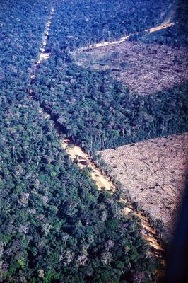 Vista aérea de estrada em meio à floresta