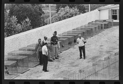 Galos usados para briga de galos