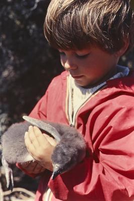 Aventuras de Igor na Antártida