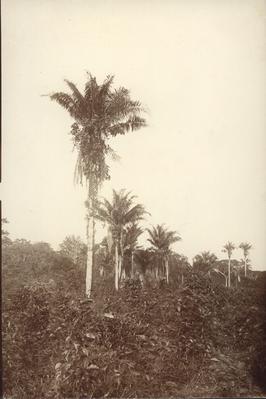 Vegetação no Pará