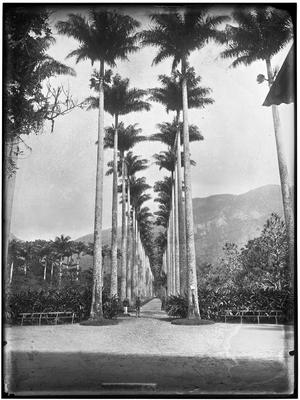 Alameda das Palmeiras Imperiais