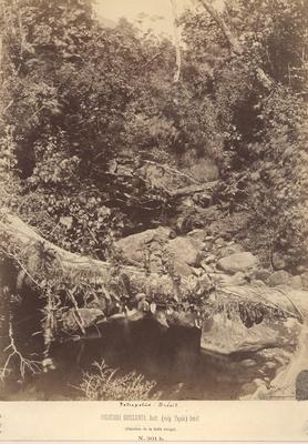 Colocasia esculente (taioba ou inhame)