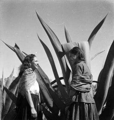 Mulheres à sombra dos magueys