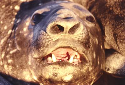 Aventuras de Igor na Antártida