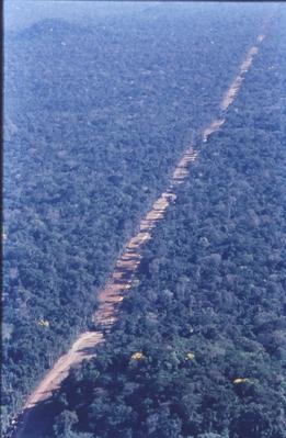 Vista aérea de estrada em meio à floresta