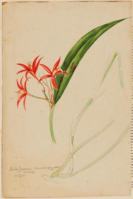 Laelia Geraensis