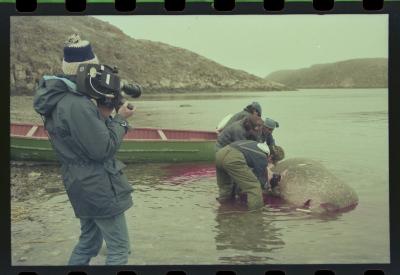 Viagem com a bióloga Livia Monami para registrar a caça da baleia branca