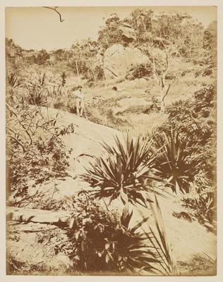 Rochedos com piteiras na Lagoa Rodrigo de Freitas