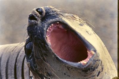 Aventuras de Igor na Antártida