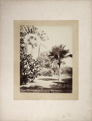 Palmeira-do-viajante (Ravenala Madagascariense)