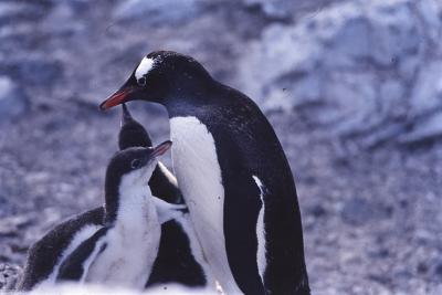 Aventuras de Igor na Antártida