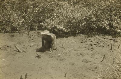 Catador de caranguejos