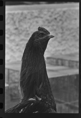 Galos usados para briga de galos