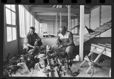 Galos usados para briga de galos