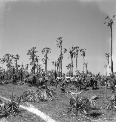 Extração e produção da Carnaúba